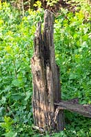 Rotting tree trunk in the natural garden 