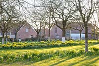 Apple trees underplanted with Galanthus and Narcissus cyclamineus February Gold 