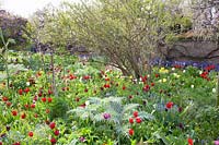 Bed with tulips and perennials, Tulipa, Cynara scolymus 