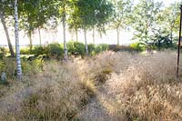 Hairgrass under trees, Deschampsia cespitosa Goldtau 