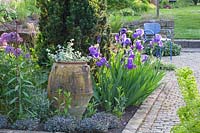 Mediterranean Garden, Allium Globemaster, Iris barbata Feedback, Sedum cauticola Red Canyon 
