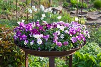 Bowl with Horned Violet, Viola cornuta 