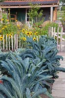 Vegetable garden with Tuscan palm cabbage, Brassica oleracea Nero di Toscana 