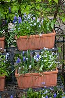 Balcony boxes with grape hyacinths and forget-me-nots 