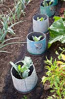 Snail protection and bird deterrent for young cabbage plants 