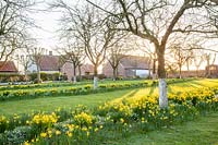 Apple trees underplanted with Galanthus and Narcissus cyclamineus February Gold, 