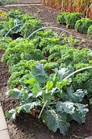 Brussels sprouts and kale in the vegetable garden 