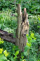 Rotting tree trunk in the natural garden 