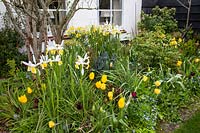 Front garden in spring with Iris hollandica 