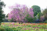 Judas tree underplanted with tulips, Cercis siliquastrum, Tulipa Menton, Tulipa Dordogne 