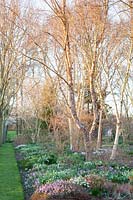 Winter bed with birch trees 