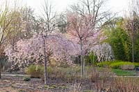 Weeping spring cherry, Prunus subhirtella Pendula Rubra 