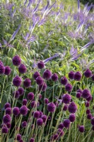 Allium sphaerocephalon with Veronicastrum virginicum 'Fascination' behind 