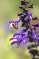 Salvia 'Amistad' with a bee