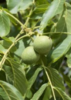 Juglans regia, spring May