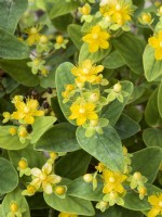 Hypericum x inodorum Magical Sunshine, spring May