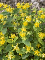 Hypericum x inodorum Magical Sunshine, spring May