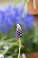 Muscari armeniacum 'Grape Ice' - Grape hyacinth