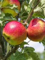 Malus domestica Adamsapfel, autumn October