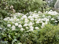 Hydrangea arborescens, summer August