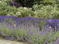 Lavandula angustifolia, Nepeta x faassenii, summer August