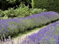 Double row of Lavandula angustifolia - English Lavender - either side of path, summer June