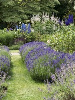 Double row of Lavandula angustifolia - English Lavender - either side of path, in foreground Nepeta x faassenii, summer August 