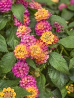 Lantana camara Evita Magenta, summer August