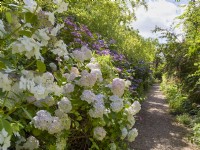 Garden path lined with hydrangeas