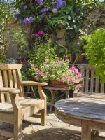 Seating area in conservatory with container of Pelargonium 'Duke of Edinburgh'