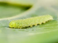 Pieris rapae - Small White caterpillar on nasturtium leaf