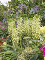 Eucomis pallidiflora subsp. pallidiflora 'Goliath'