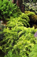 Cedrus deodara Golden Horizon on rockery. May
