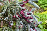 Abies procera 'Glauca Prostrata'- Noble fir with young red fruits and blue needles in spring garden. May