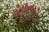 Caption Photinia x fraseri - Christmas berry - in front of Exochorda macrantha The Bride, growing at RHS Wisley