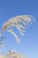 Miscanthus sinensis 'Malepartus' flower left to stand in winter. March. Spring.