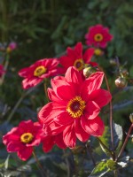 Dahlia 'Bishops Children'