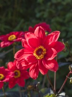 Dahlia 'Bishops Children'