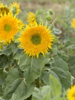 Helianthus annuus Astra Gold, summer July