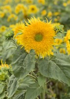 Helianthus annuus Astra Gold, summer July