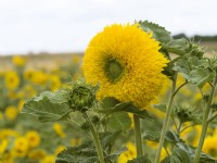 Helianthus annuus Teddy Bear, autumn September