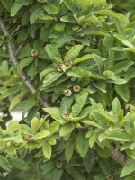 Mespilus germanica, spring May
