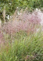 Miscanthus sinensis Ferner Osten, autumn October