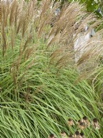 Miscanthus sinensis ,autumn October