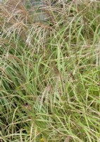 Miscanthus sinensis ,autumn October