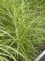 Miscanthus sinensis Zebrinus, autumn October