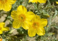 Mentzelia lindleyi, summer August