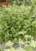 Mentha spicata Maroccan, autumn September