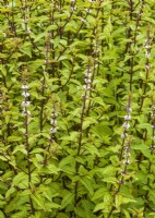 Mentha arvensis Thai, autumn September