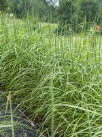 Miscanthus sinensis Malepartus, autumn September